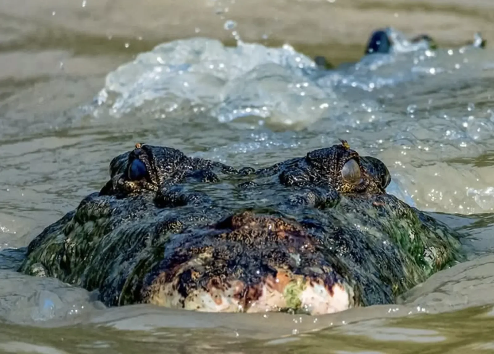 American crocodile